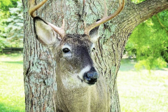 BF87055B-4069-4A2F-A294-C9FDE07AEE0D-Brian